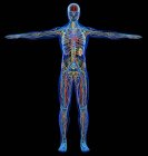 Чоловіча діаграма рентгенівських серцево-судинних, нервових, лімфатичних та скелетних систем на чорному тлі . — стокове фото