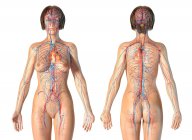 Female anatomy showing cardiovascular system on white background. — Stock Photo