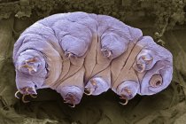 Micrografia eletrônica de varredura colorida do urso de água tardigrade . — Fotografia de Stock