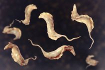 Цифрова ілюстрація паразитів трипаносоми, що спричиняють хворобу Чагаса . — стокове фото