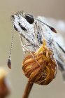 Close-up of grizzled skipper moth on dried wildflower. — Stock Photo