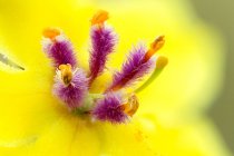 Primer plano de verbascum sinuatum amarillo detalle de la flor . - foto de stock