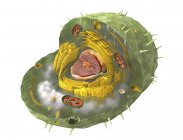 Illustration 3D de la structure interne de la cellule humaine . — Photo de stock