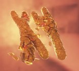 3d illustration of broken or defective orange colored x and y chromosomes. — Stock Photo