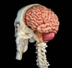 Teschio umano sezione centrale sagittale con cervello in prospettiva su sfondo nero . — Foto stock