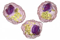 Células de espuma de macrófago con gotitas lipídicas, ilustración digital
. - foto de stock