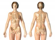 Weibliches Skelettsystem auf weißem Hintergrund. — Stockfoto