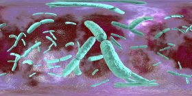 Lactobacillus bacteria, ilustración digital con panorama de 360 grados
. - foto de stock