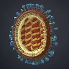Illustration 3D de l'agent pathogène de la grippe en coupe transversale . — Photo de stock