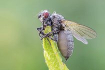Entomopathogener Pilz infizierte Fliege an Blattspitzen. — Stockfoto