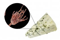 Fromage roquefort et illustration numérique du champignon Penicillium roqueforti . — Photo de stock
