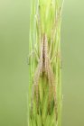 Slender crab spider on grass spike in hunting position. — Stock Photo
