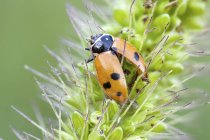 Trapped harlequin ladybird on yellow foxtail grass. — Stock Photo