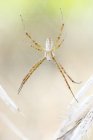 Close-up de aranha tecelão orbe na web . — Fotografia de Stock