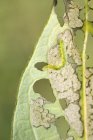 Prata y mariposa lagarta alimentando-se na folha de madressilva . — Fotografia de Stock