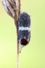 Close-up of hatched campopleginae pupa attached on dried wild plant. — Stock Photo
