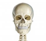 Crânio humano na vista frontal sobre fundo branco . — Fotografia de Stock