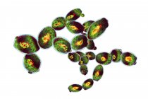 Ilustração digital de células de levedura em brotamento na citometria de fluxo de imagem
. — Fotografia de Stock