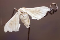 Open winged silkmoth perched on branch. — Stock Photo