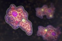 Entamoeba gingivalis parasita patógeno protozoários unicelulares, amebas na cavidade oral, ilustração digital . — Fotografia de Stock