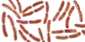 Lactobacillus bacteria in human small intestine microbiome, digital illustration. — Stock Photo