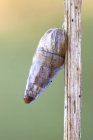 Cochlicopa snail sticking on wild plant stem. — Stock Photo