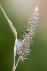 Toile de nid d'araignée sautante sur l'herbe à queue de renard . — Photo de stock