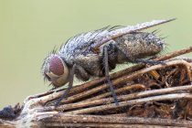 Primo piano della mosca a grappolo ricoperta da gocce di rugiada sulla pianta selvatica . — Foto stock