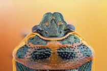 Escarabajo Shieldbug en retrato de vista dorsal . - foto de stock
