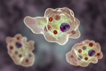 Entamoeba gingivalis parasitic pathogen single-celled protozoans, amoebas in oral cavity, digital illustration. — Stock Photo