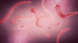 3D-Nahaufnahme der wenigen verdrehenden Ebolafieber-Erreger. — Stockfoto