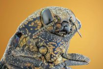 Close-up de madeira boaring beetle retrato ao ar livre . — Fotografia de Stock