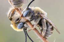 Close-up of couple of long horned bees sleeping on thin branch. — Stock Photo