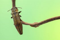 Tiny Jewel beetle on thin branch. — Stock Photo