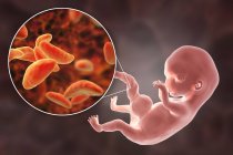 Trasmissione transplacentare dei parassiti Toxoplasma gondii all'embrione umano, illustrazione concettuale . — Foto stock