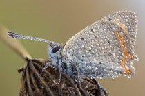Close-up of small copper butterfly covered by dew drops on wild plant. — Stock Photo