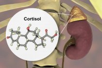 Modelo molecular do hormônio cortisol e ilustração digital da glândula adrenal . — Fotografia de Stock