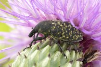 Thistle bud weevil on common thistle flower. — Stock Photo