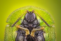 Close-up of tortoise beetle frontal portrait. — Stock Photo
