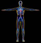 Esqueleto masculino e sistema cardiovascular em raio-x sobre fundo preto
. — Fotografia de Stock