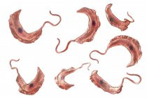 Illustration numérique de protozoaires parasites du trypanosome causant la maladie du sommeil transmise par le sang
. — Photo de stock