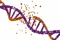Lésion de molécule d'ADN coloré sur fond blanc, illustration conceptuelle de trouble génétique
. — Photo de stock