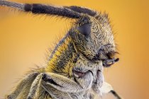 Primer plano del retrato de escarabajo de cuerno largo gris florecido dorado . - foto de stock