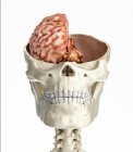 Coupe transversale du crâne humain avec la moitié du cerveau sur fond blanc . — Photo de stock