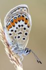 Close-up of Idas blue butterfly on dried spike. — Stock Photo
