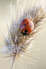 Sevenspotted ladybird on dried yellow foxtail grass. — Stock Photo
