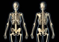 Sistema scheletrico femminile su sfondo nero . — Foto stock