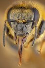 Крупный план головы и антенны медовой пчелы . — стоковое фото