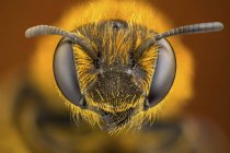 Primer plano de la cabeza de abeja surco de patas anaranjadas y antenas . - foto de stock
