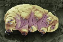 Coloured scanning electron micrograph of tardigrade water bear. — Stock Photo